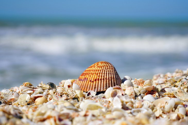 Shells on the beach at Sanibel Island