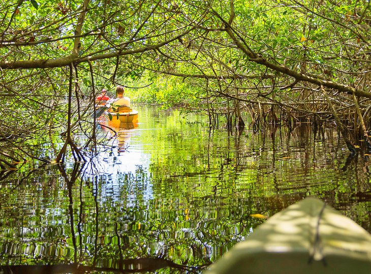 Kayaking through the Florida mangroves