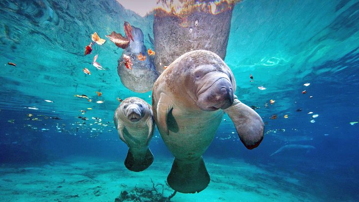 Mother and baby manatee in Florida