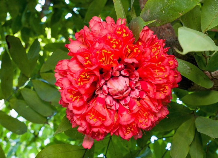 Fleur rouge brillante aux jardins botaniques de Lancetilla