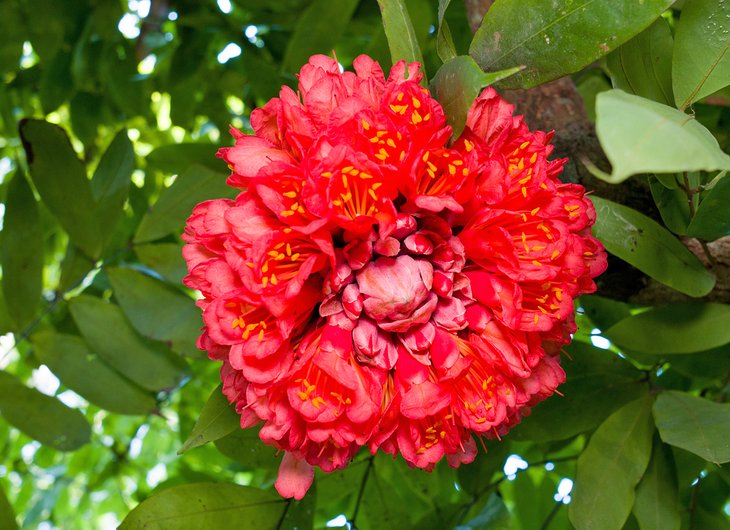 Brilliant red flower at Lancetilla Botanical Gardens