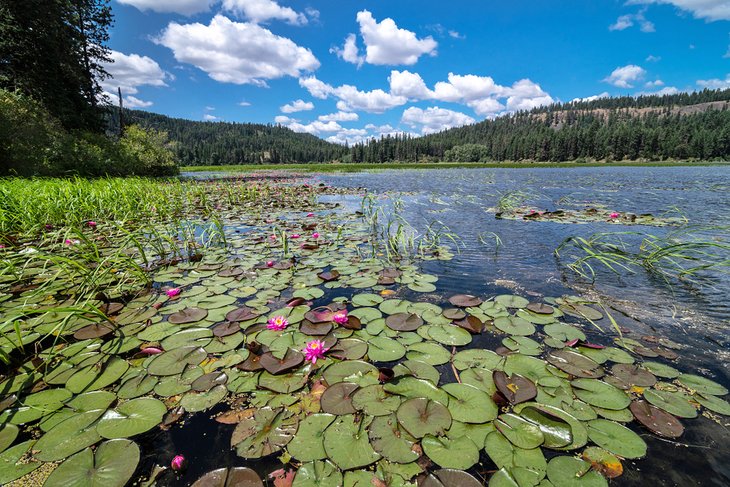 Water lilies at Chatcolet Lake, Heyburn State Park