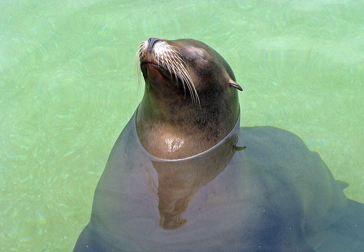 Sea Lion at the Miller Park Zoo