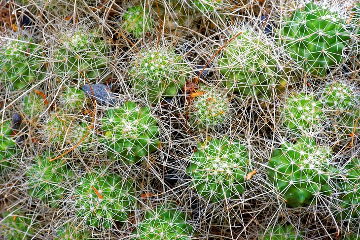 Cactus endémique de l'île de Cedros