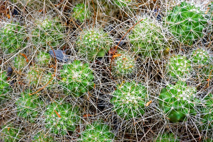 Cactus endemic to Cedros Island