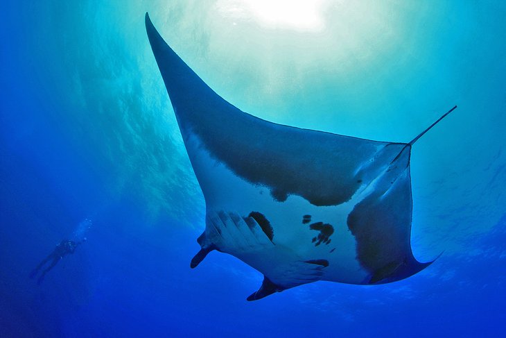 Manta ray off Socorro Island