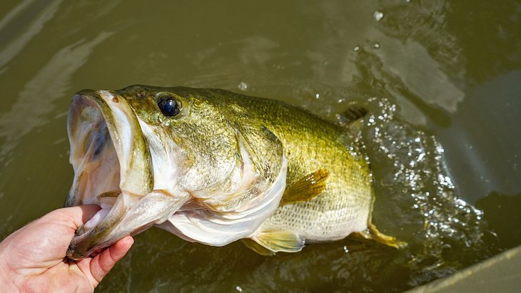 Largemouth Bass, a popular fish to catch on Black Lake