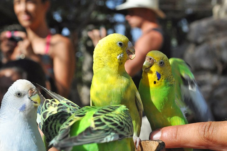 Parakeets at Krazy World