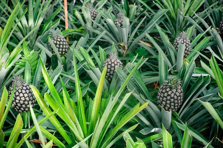 Arruda Açores Pineapple Plantation