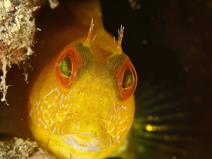 Bleny fish photographed off Portimão
