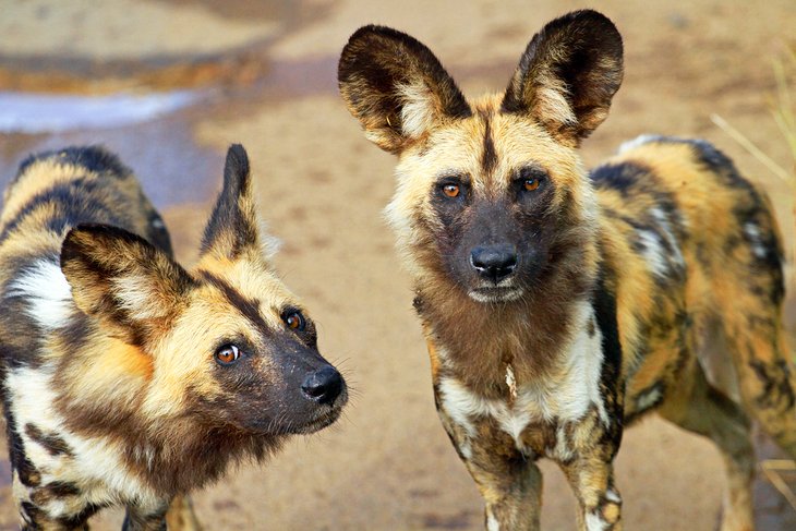 Perros salvajes africanos, Parque Nacional Pilanesberg