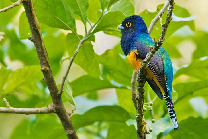 Trogon violacé au Asa Wright Nature Center & Lodge