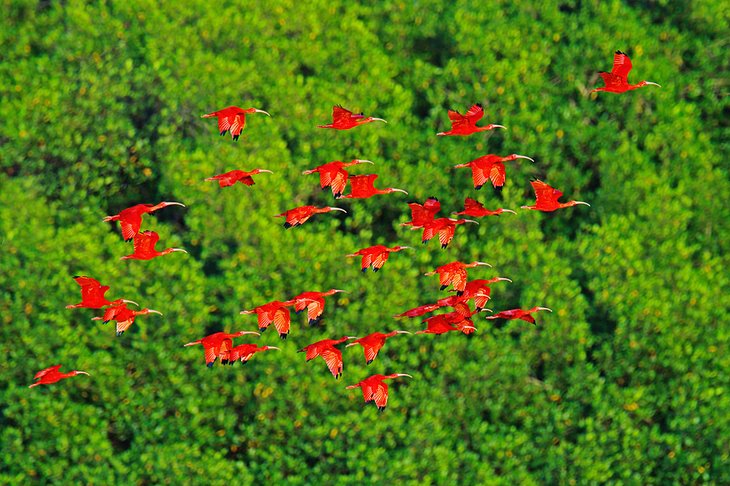 Scarlet ibis flying over Caroni Bird Sanctuary