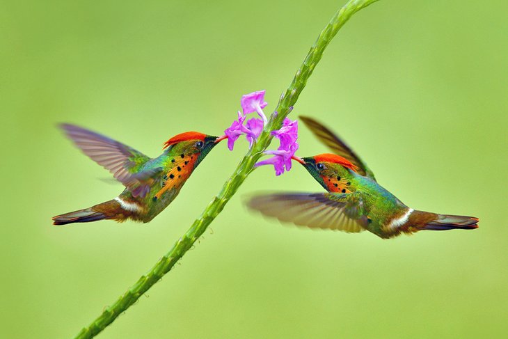 Coquette touffue de colibris à Trinidad