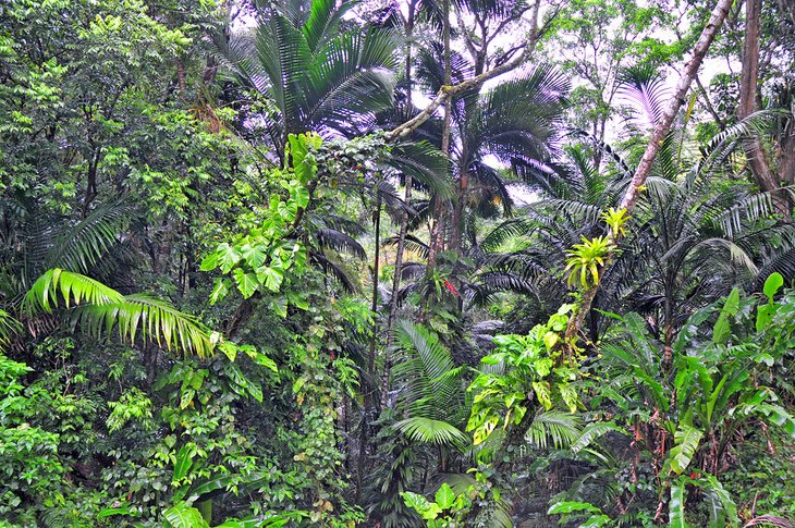 Réserve forestière de Main Ridge, Tobago