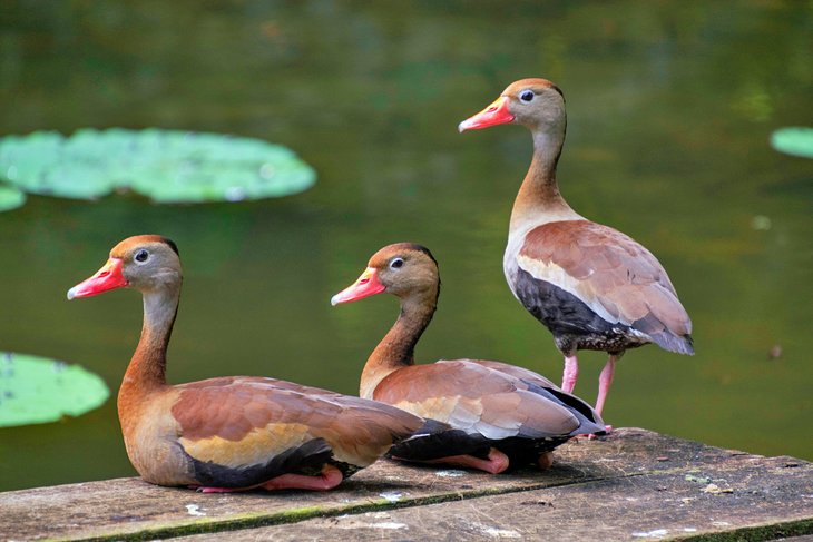 Black-bellied whistling ducks, Pointe-a-Pierre Wildfowl Trust