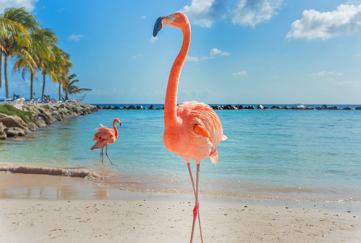 Flamingo Beach