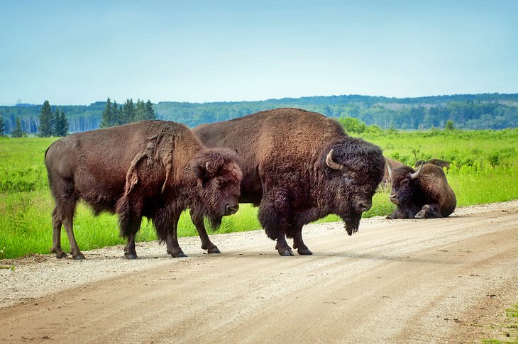 Bison at Riding Mountain National Park