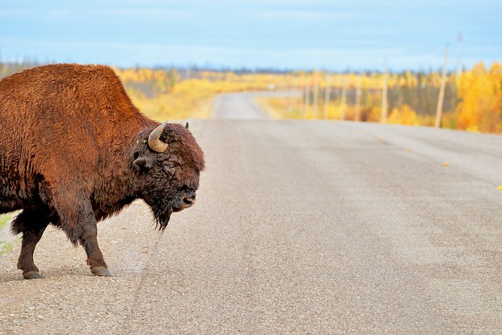 Bison, Mackenzie Bison Sanctuary