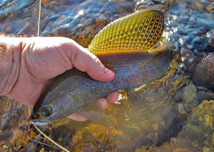 Arctic grayling