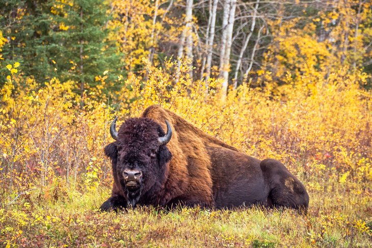 Bison in Wood Buffalo National Park