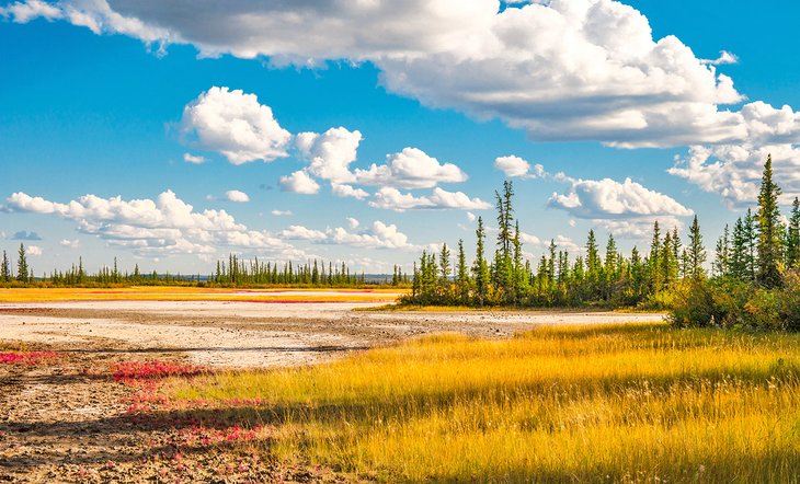 Salt plains in Wood Buffalo National Park