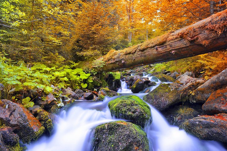 Stream in Sumava National Park