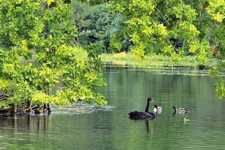 Tranquil lake at the Claremont Landscape Garden