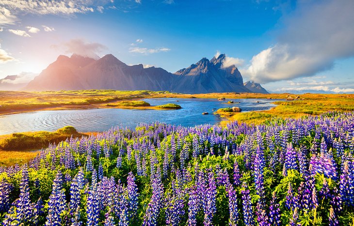 Lupine at the Stokksnes headland