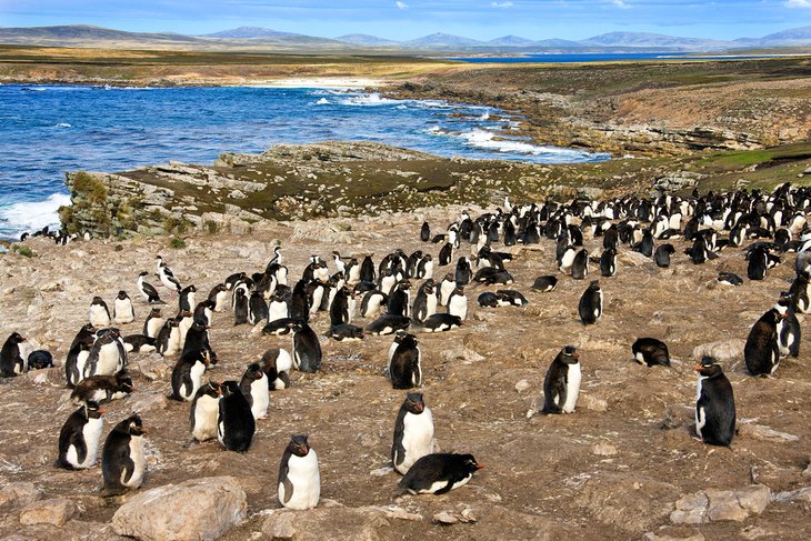 Rockhopper penguin colony on Pebble Island