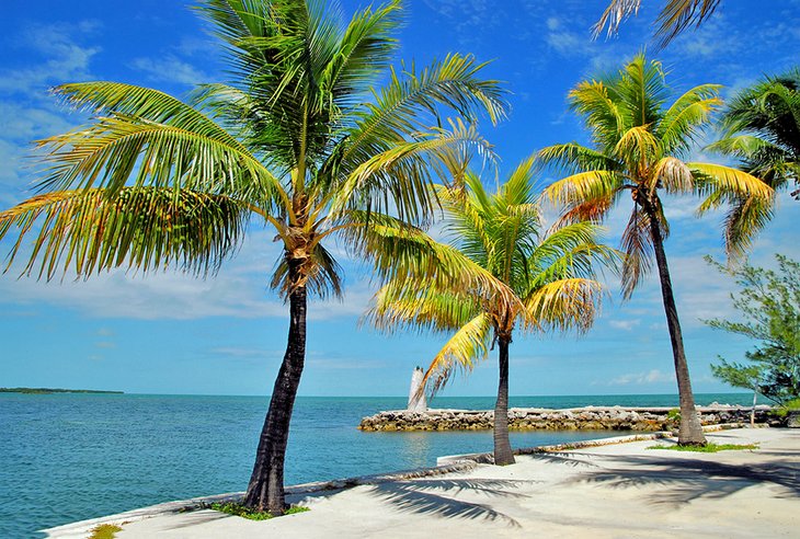 Palm trees along the shore in Marathon