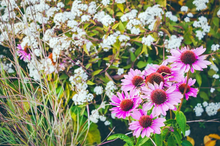 Flowers at the Mainz Botanical Garden