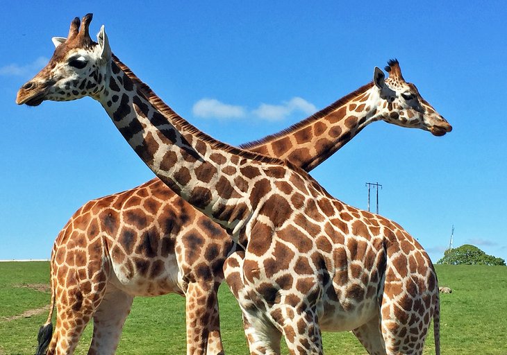 Girafes au parc animalier de Fota