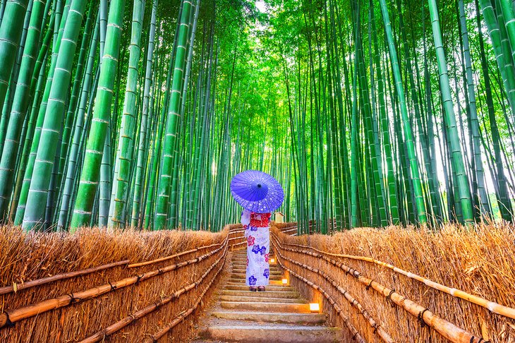 The Arashiyama Bamboo Forest