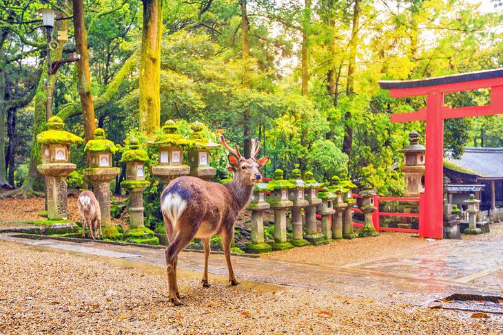 Wild deer in Nara Park