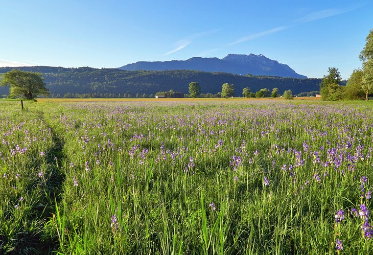 The Ruggeller Riet Nature Reserve