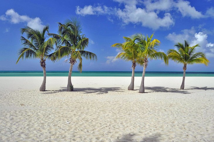 Palm trees on Passion Island