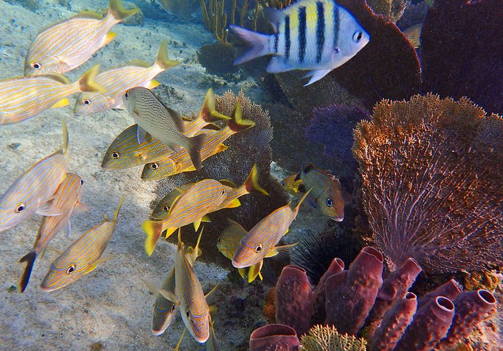 Snorkeling off Playa Corona