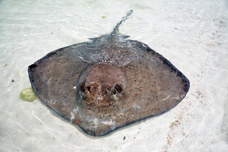Stingray in shallow water on Stingray Beach