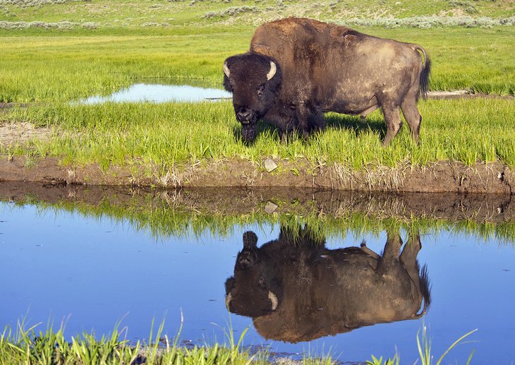 Bisons dans le parc national de Yellowstone