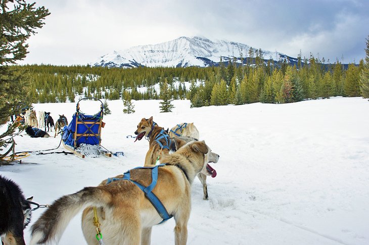 Dogsledding in Montana