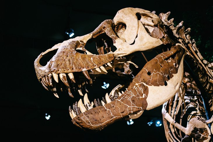 Tyrannosaurus Rex, Museum of the Rockies