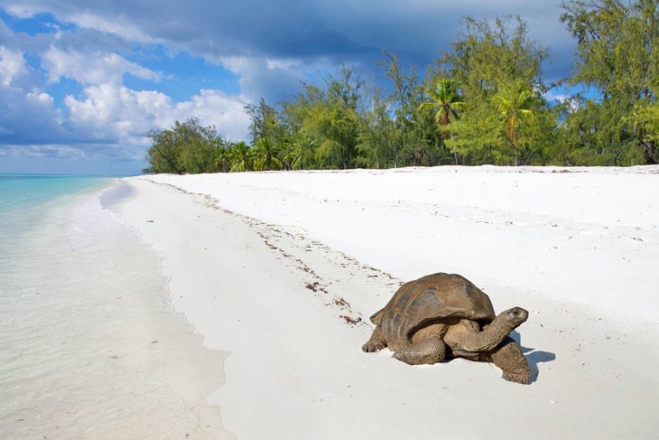 Tortue géante, Atoll d'Aldabra
