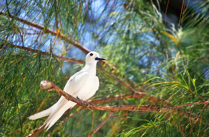 Fairy tern on Cousin Island