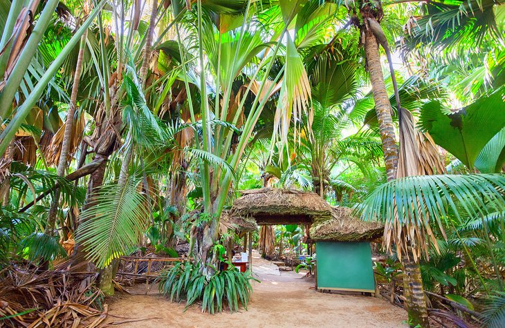 Vallée de Mai National Park