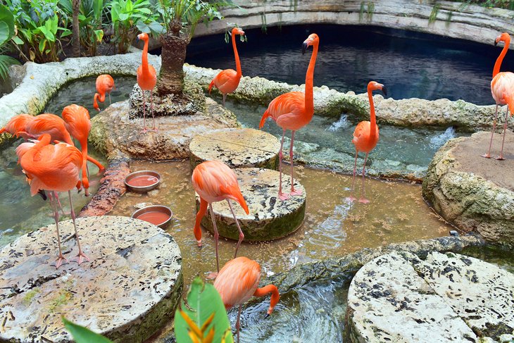 Flamingos at Dallas World Aquarium