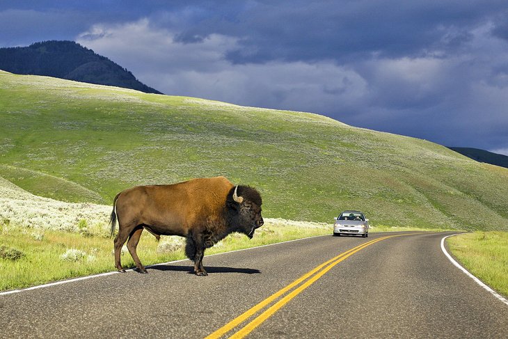 Bison on the road in Yellowstone National Park