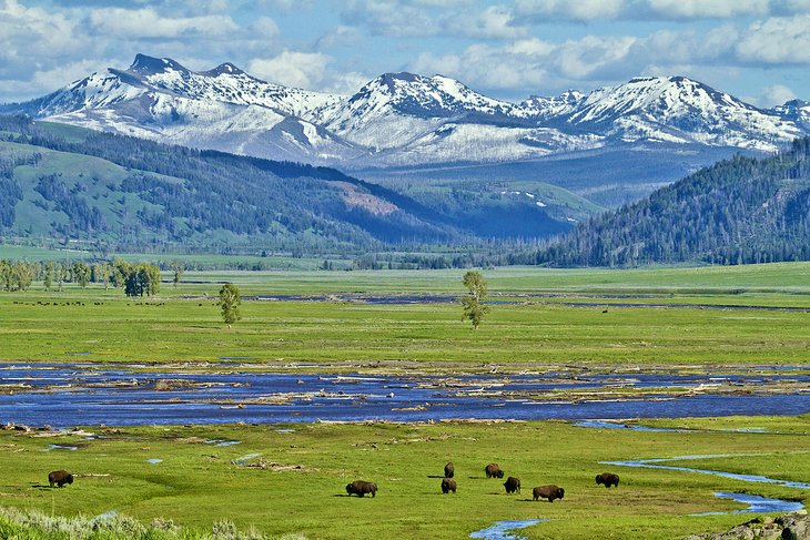 Bison in the Lamar Valley