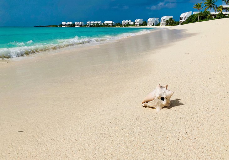 Conch shell on Maundays Bay Beach