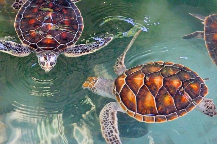 Green sea turtles